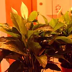 Отель Francesco 3*